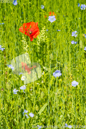 Image of Red poppy flowers on blue flax field