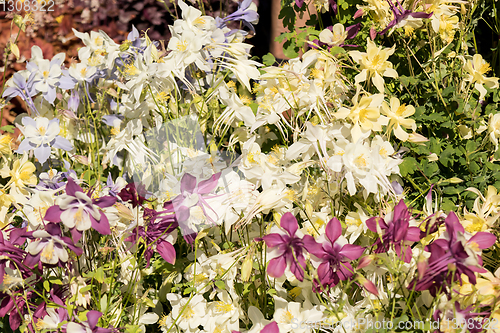 Image of Delicate mixed columbine flowers in a floral market