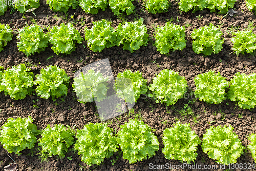 Image of culture of organic salad in greenhouses