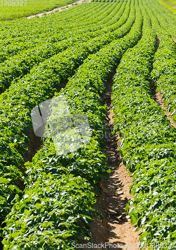 Image of Large potato field with potato plants planted in nice straight rows