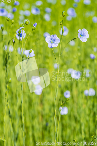 Image of blue flax field closeup at spring shallow depth of field