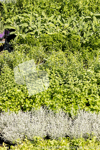 Image of aromatic plant market rosemary sage mint parsley thyme basil sav