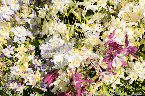 Image of Delicate mixed columbine flowers in a floral market