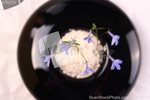 Image of Small blue flower