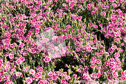 Image of flowery and colorful carnations in a spring flower market