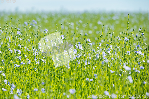 Image of Large field of flax in bloom in spring