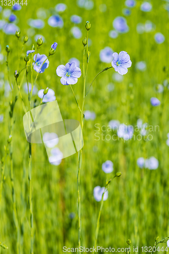 Image of blue flax field closeup at spring shallow depth of field