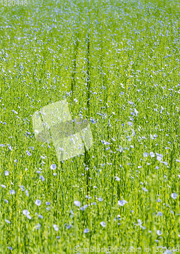 Image of Large field of flax in bloom in spring