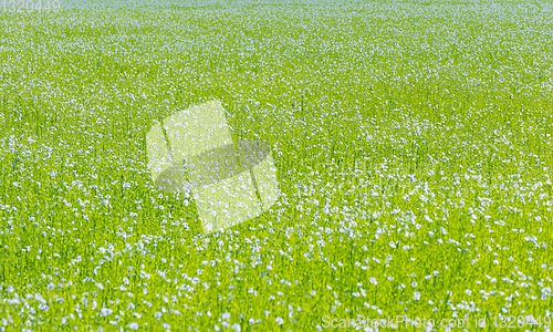 Image of Large field of flax in bloom in spring