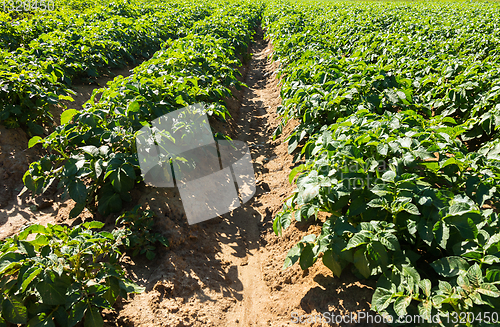 Image of Large potato field with potato plants planted in nice straight r