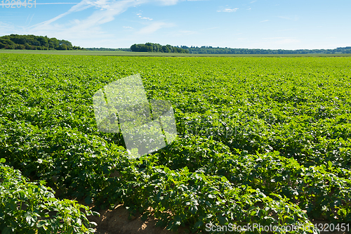 Image of Large potato field with potato plants planted in nice straight r