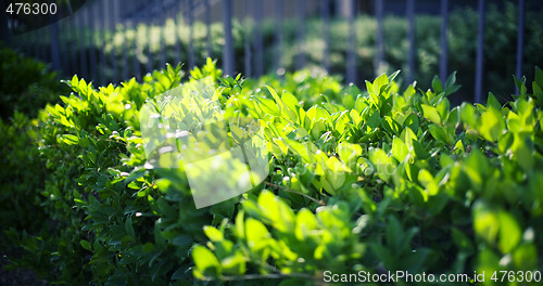 Image of green leaves against the wall