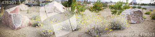 Image of panoramic lanscape of desert flowers