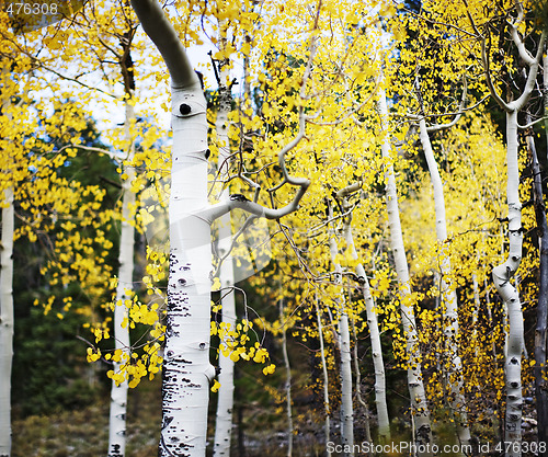 Image of aspen trees