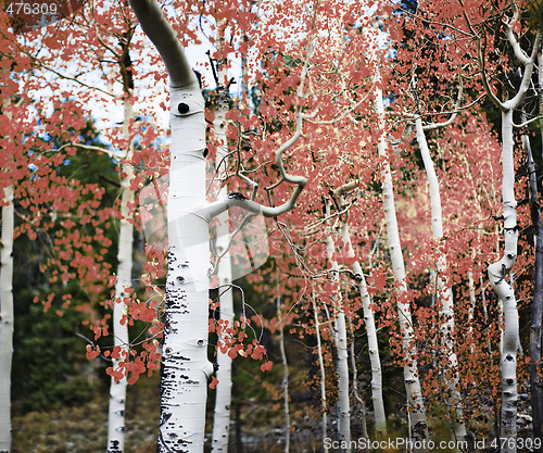 Image of aspen trees with red leaves