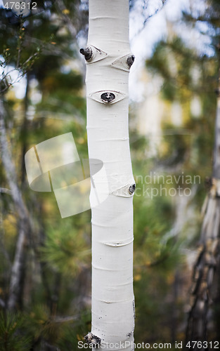 Image of aspen tree