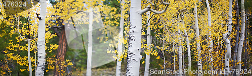 Image of Panoramic of aspen trees