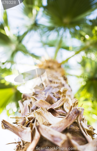 Image of palm tree