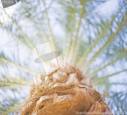 Image of palm tree