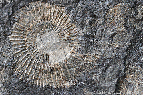 Image of ammonites fossil texture  