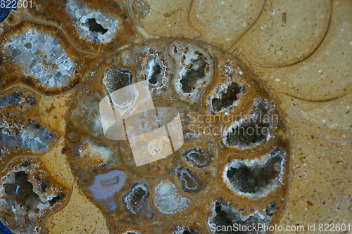 Image of ammonites fossil texture  