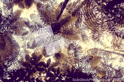 Image of Giant ferns in redwood forest, Rotorua, New Zealand