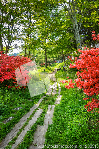 Image of Forest path around Chuzenji lake, Nikko, Japan