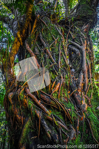 Image of New Zealand rain forest