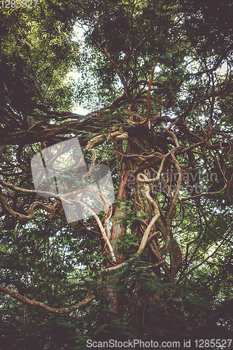 Image of Fantasy tree in Nikko botanical garden, Japan
