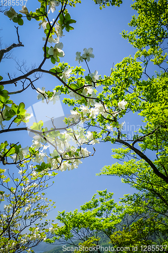 Image of cherry blossoms in japan