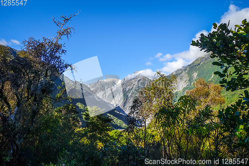 Image of Franz Josef glacier and rain forest, New Zealand