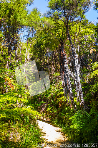 Image of Track in Abel Tasman National Park, New Zealand