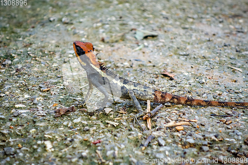 Image of Crested Lizard in jungle, Khao Sok, Thailand