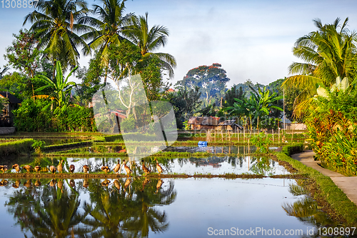 Image of Paddy field at sunset, Ubud, Bali, Indonesia