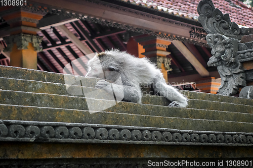 Image of Monkey sleeping on a temple roof in the Monkey Forest, Ubud, Bal