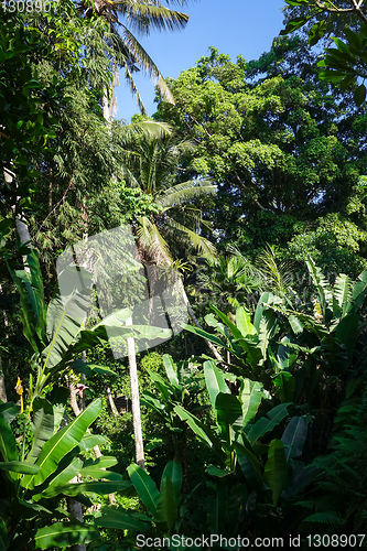 Image of Jungle landscape in Goa Gajah elephant cave, Ubud, Bali, Indones