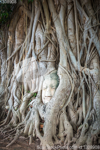 Image of Buddha Head in Tree Roots, Wat Mahathat, Ayutthaya, Thailand