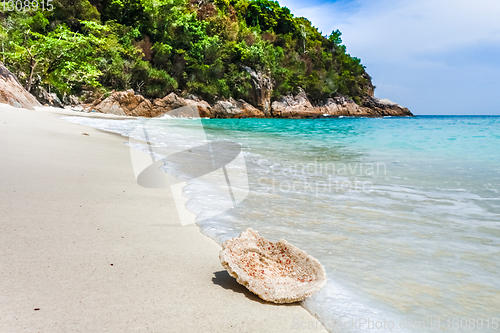 Image of Coral on a beach, Perhentian Islands, Malaysia