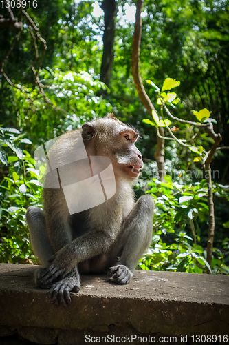 Image of Monkey in the Monkey Forest, Ubud, Bali, Indonesia