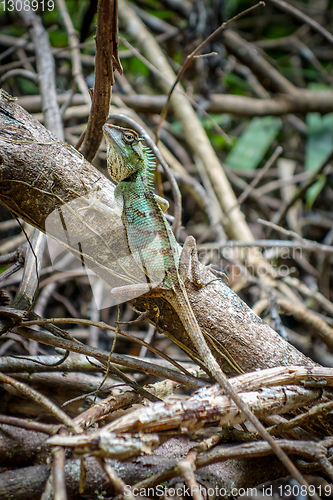 Image of Crested Lizard in jungle, Khao Sok, Thailand