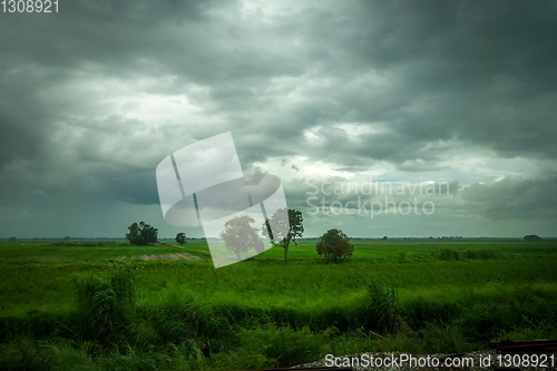 Image of Field in the storm, Chiang Mai, Thailand