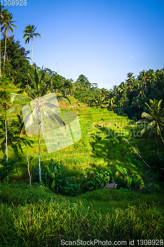 Image of Paddy field rice terraces, ceking, Ubud, Bali, Indonesia