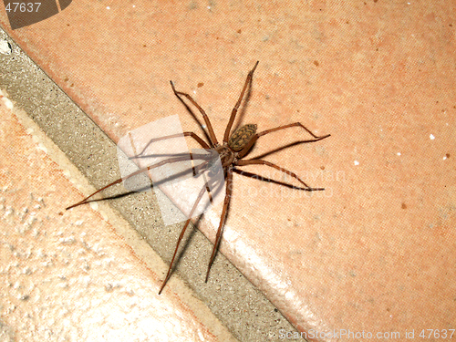 Image of Unknow spider