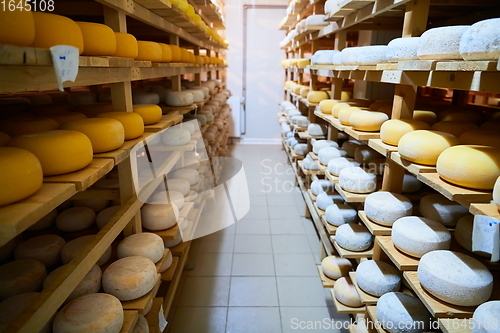 Image of Cheese factory production shelves with aging old cheese