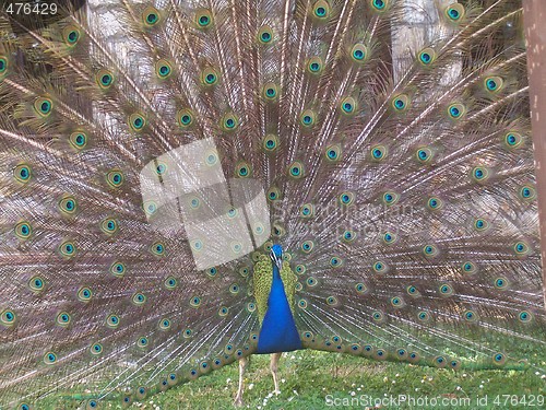 Image of peacock