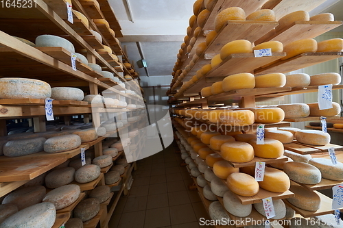 Image of Cheese factory production shelves with aging old cheese