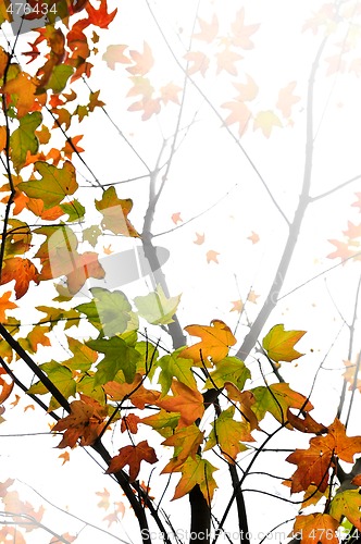 Image of Fall maple leaves background