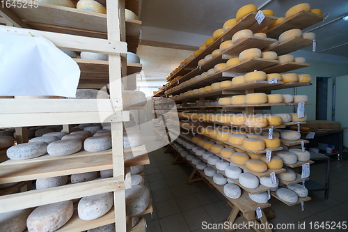 Image of Cheese factory production shelves with aging old cheese