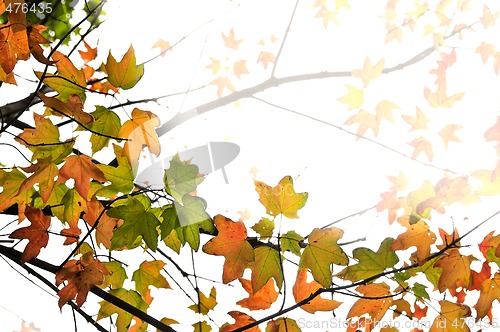 Image of Fall maple leaves background