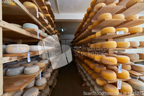 Image of Cheese factory production shelves with aging old cheese